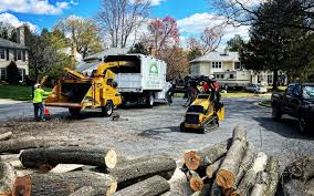 Best Fruit Tree Pruning  in South Waverly, PA