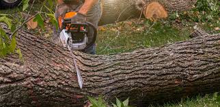 Best Tree Trimming and Pruning  in South Waverly, PA