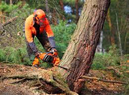 Best Tree Cabling and Bracing  in South Waverly, PA
