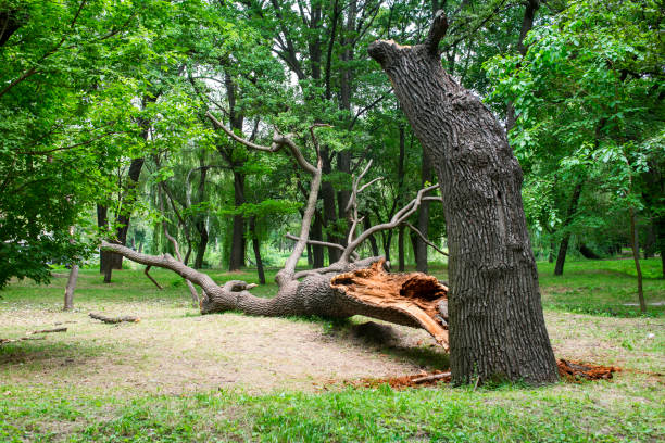 Best Utility Line Clearance  in South Waverly, PA
