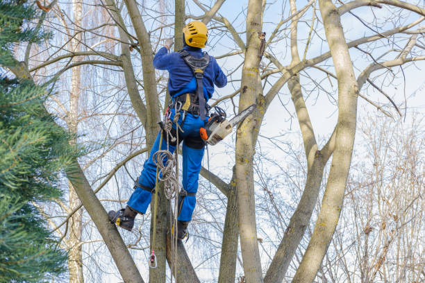 Best Weed Control  in South Waverly, PA