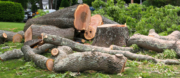 How Our Tree Care Process Works  in  South Waverly, PA