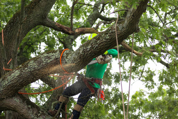 Best Tree Risk Assessment  in South Waverly, PA