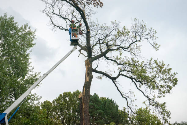 South Waverly, PA Tree Care Company