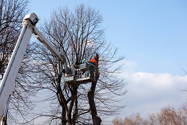  South Waverly, PA Tree Care Pros