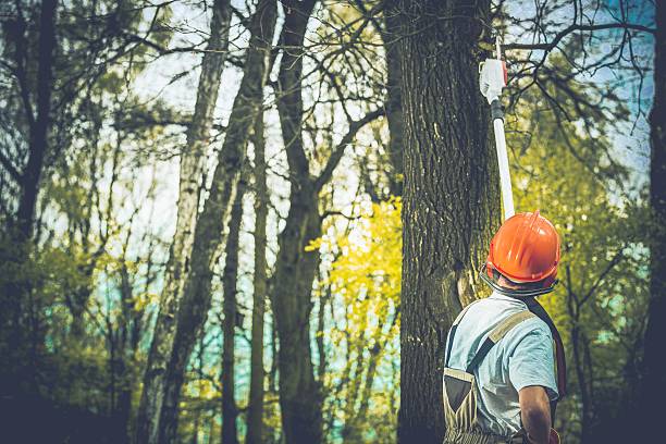Best Tree Health Inspection  in South Waverly, PA