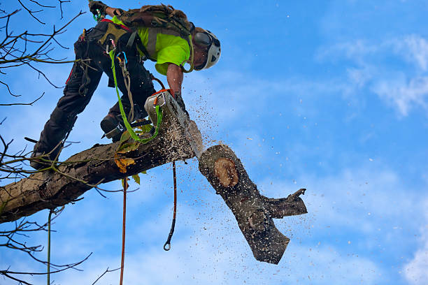 Best Leaf Removal  in South Waverly, PA